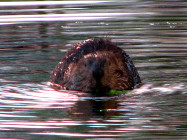 beaver15